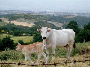 Chianina Caratteristiche