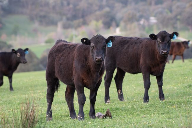 carne angus roma